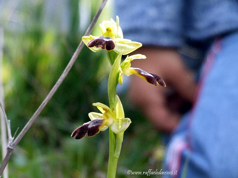 Orchidee spontanee 5APR09 (188).jpg